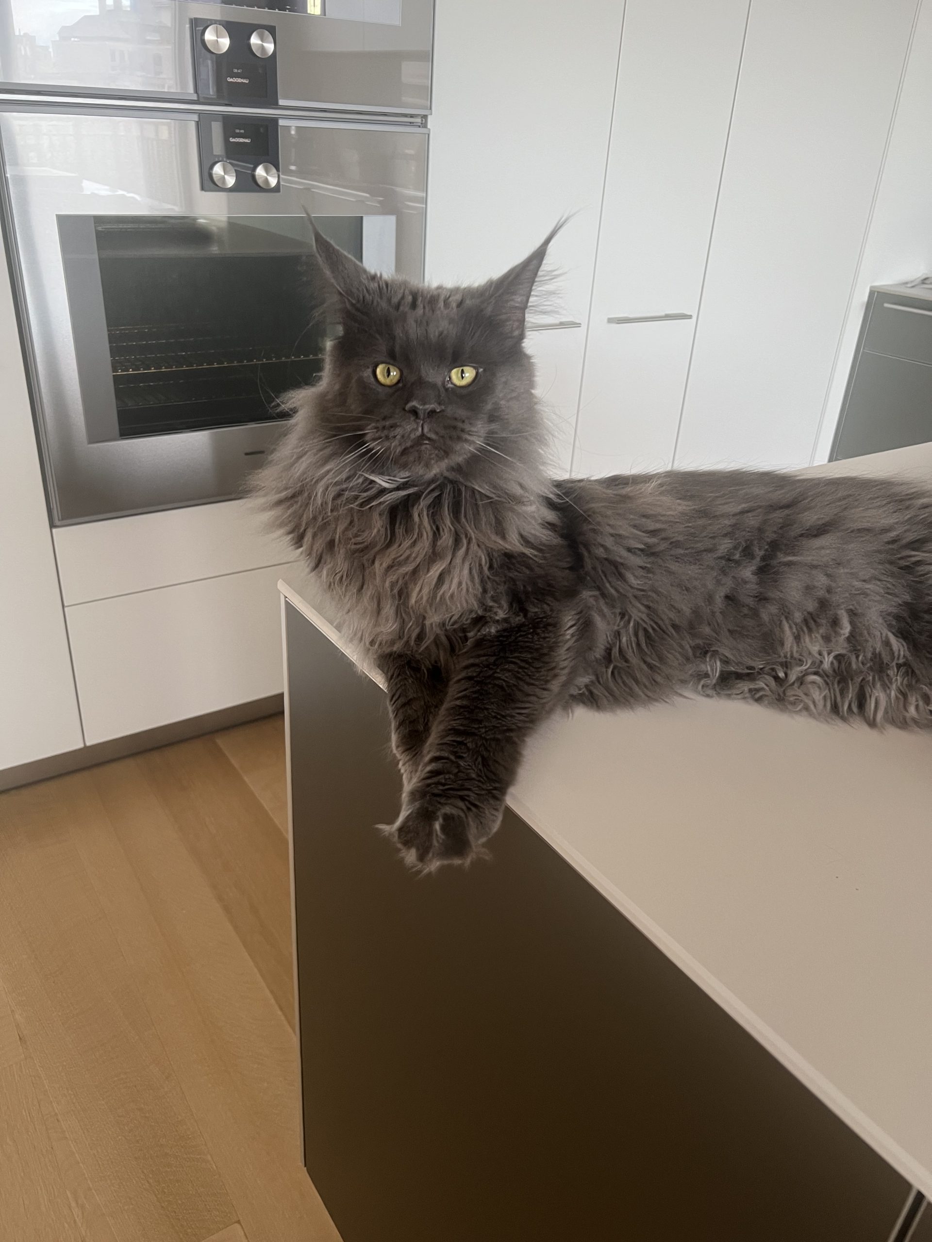 Felix, a grey long-haired Maine Coon, perched on the edge of a kitchen counter