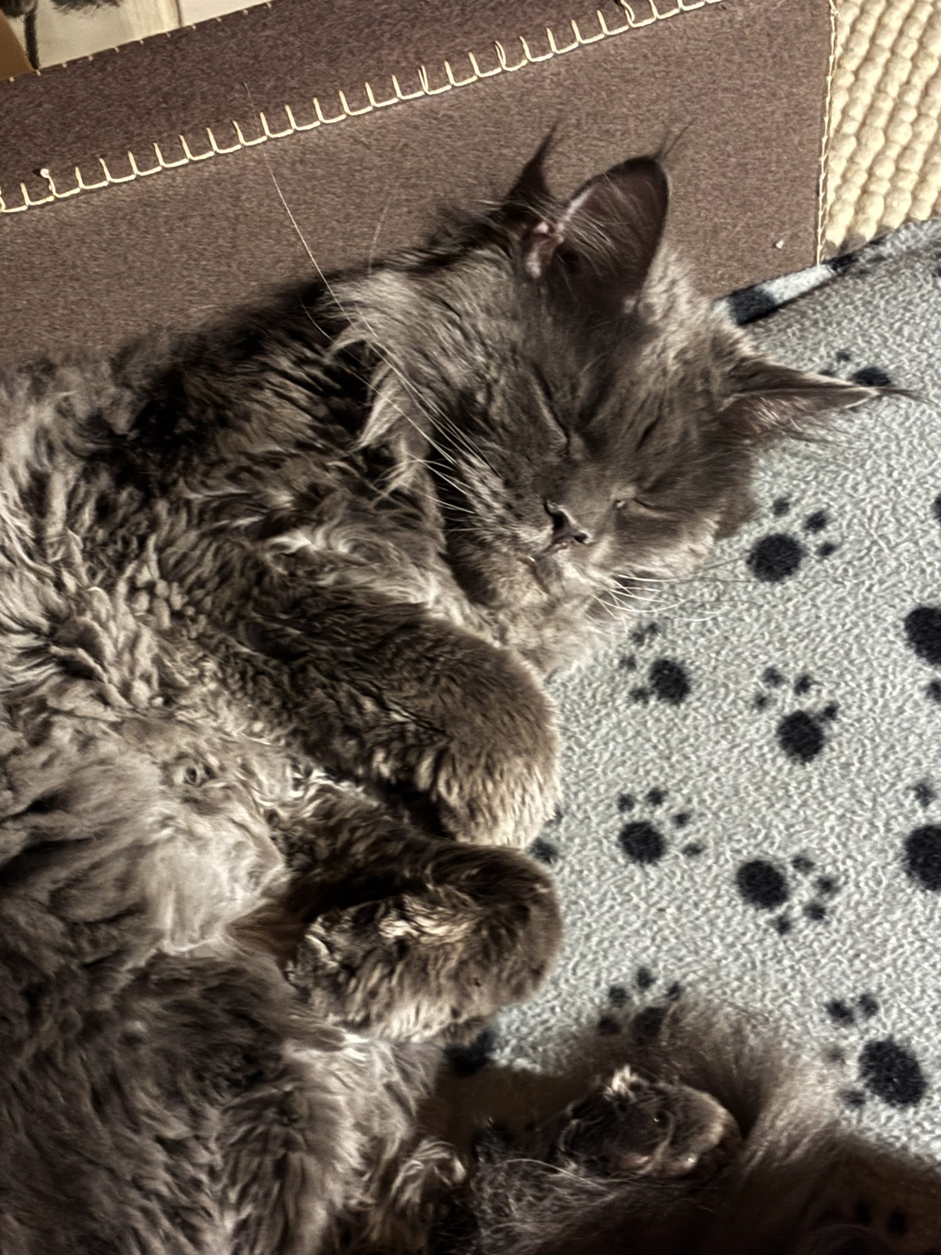 Felix asleep on a paw-print blanket